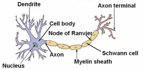 Biological neuron structure with dendrites and axon